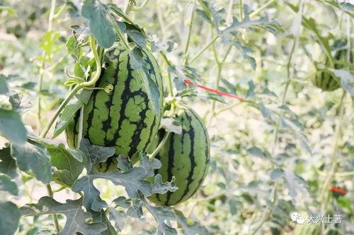 近期热门吃瓜网红,揭秘近期热门吃瓜网红背后的故事  第1张